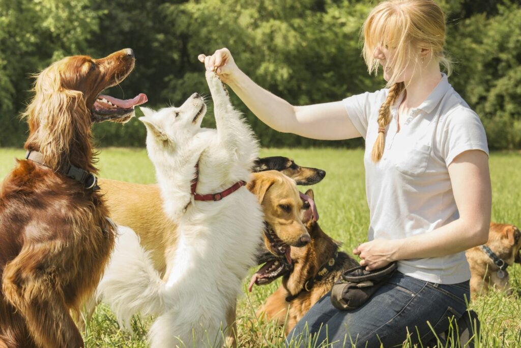 Hunde-Website für Hundetrainer